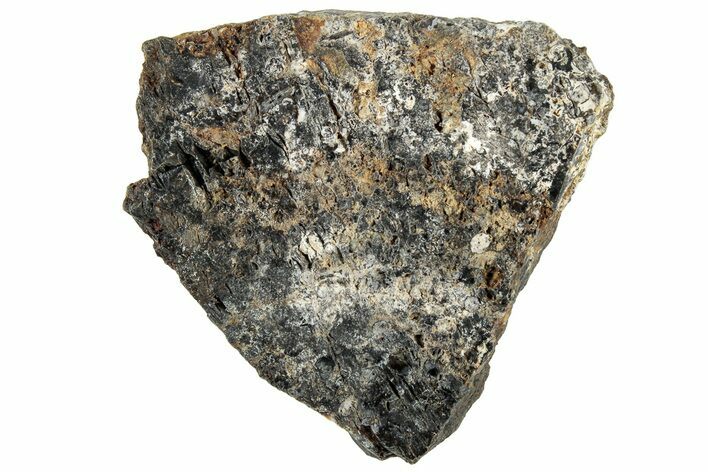 Polished Rhynie Chert - Early Devonian Vascular Plant Fossils #318899